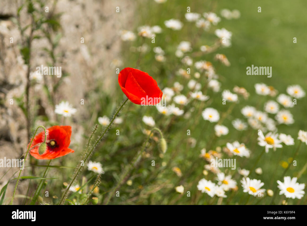 Gemeinsame rotes Feld Mohnblumen und Hintergrund Stockfoto