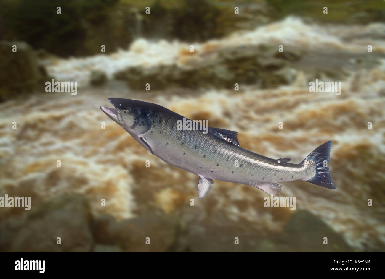Springenden Lachs mit unscharf Fluss als Hintergrund Stockfoto