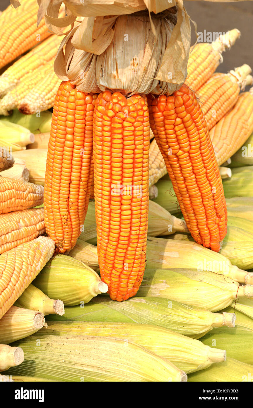 Mais, die am meisten ausgezeichnete Kultur in der Welt Stockfoto