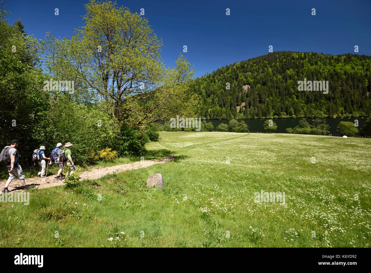 Frankreich, Vogesen, Xonrupt Longemer, Lac de Longemer, blühende Wiese, Meum athamanticum, Wanderer Stockfoto