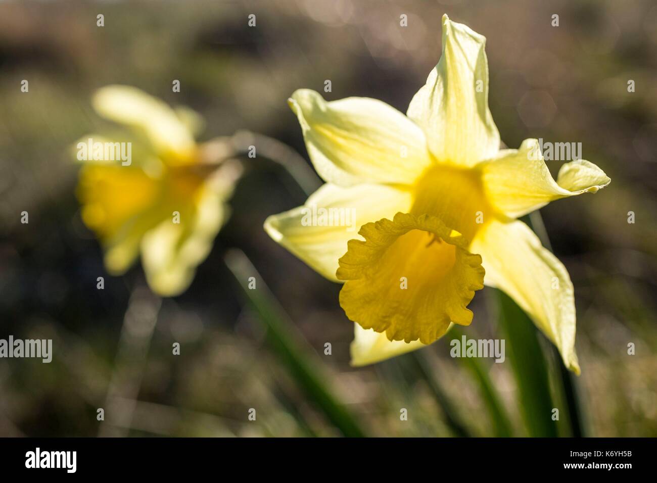 Frankreich, Lozère, Fach des Aubrac, Blumen der Wilden Narzisse oder Fastenzeit Lily (Narcissus pseudonarcissus) Stockfoto