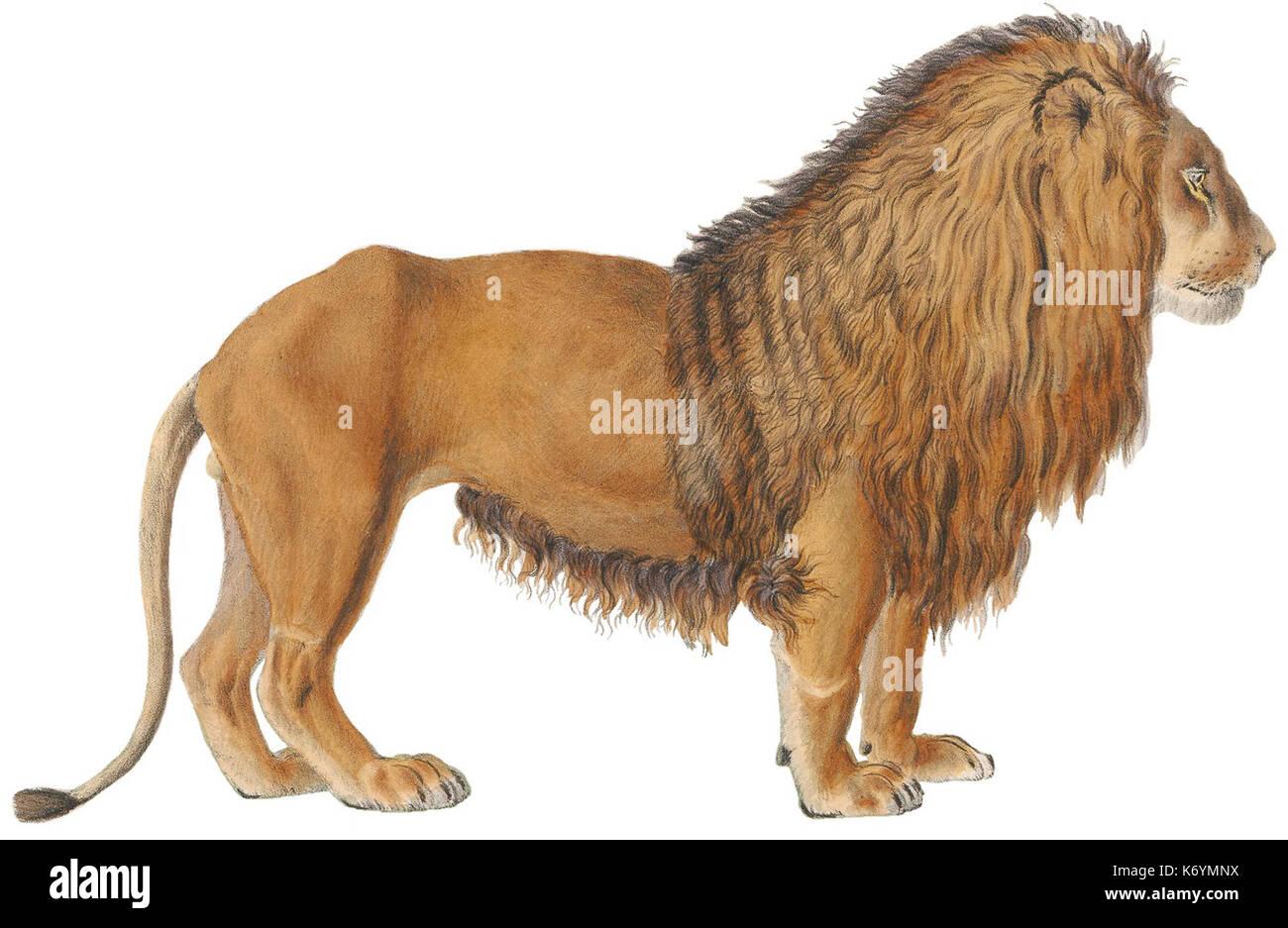 Felis Leo 1818 1842 Print Iconographia Zoologica besondere Sammlungen Universität Amsterdam (weißer Hintergrund) Stockfoto