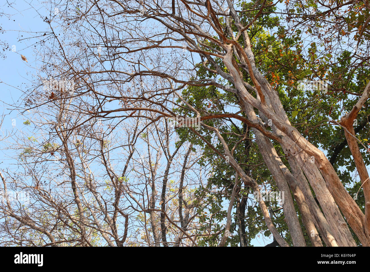 Zweigniederlassungen von tropischen Bäumen im Wald, Konzept der Natur im Frühjahr und Ansicht unter dem Baum. Stockfoto