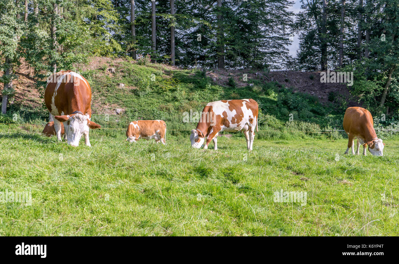 Braun-weiße Kühe auf einer Weide Stockfoto