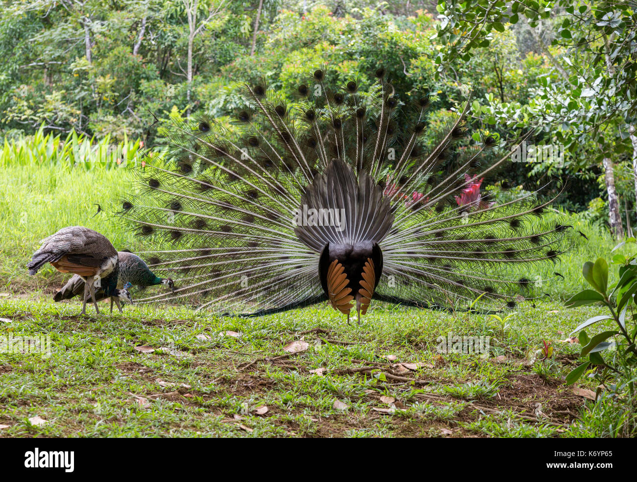 Rückseite der Pfau mit offenen Feder zug. Garten Eden an der Strasse nach Hana, auf der Insel Maui Stockfoto