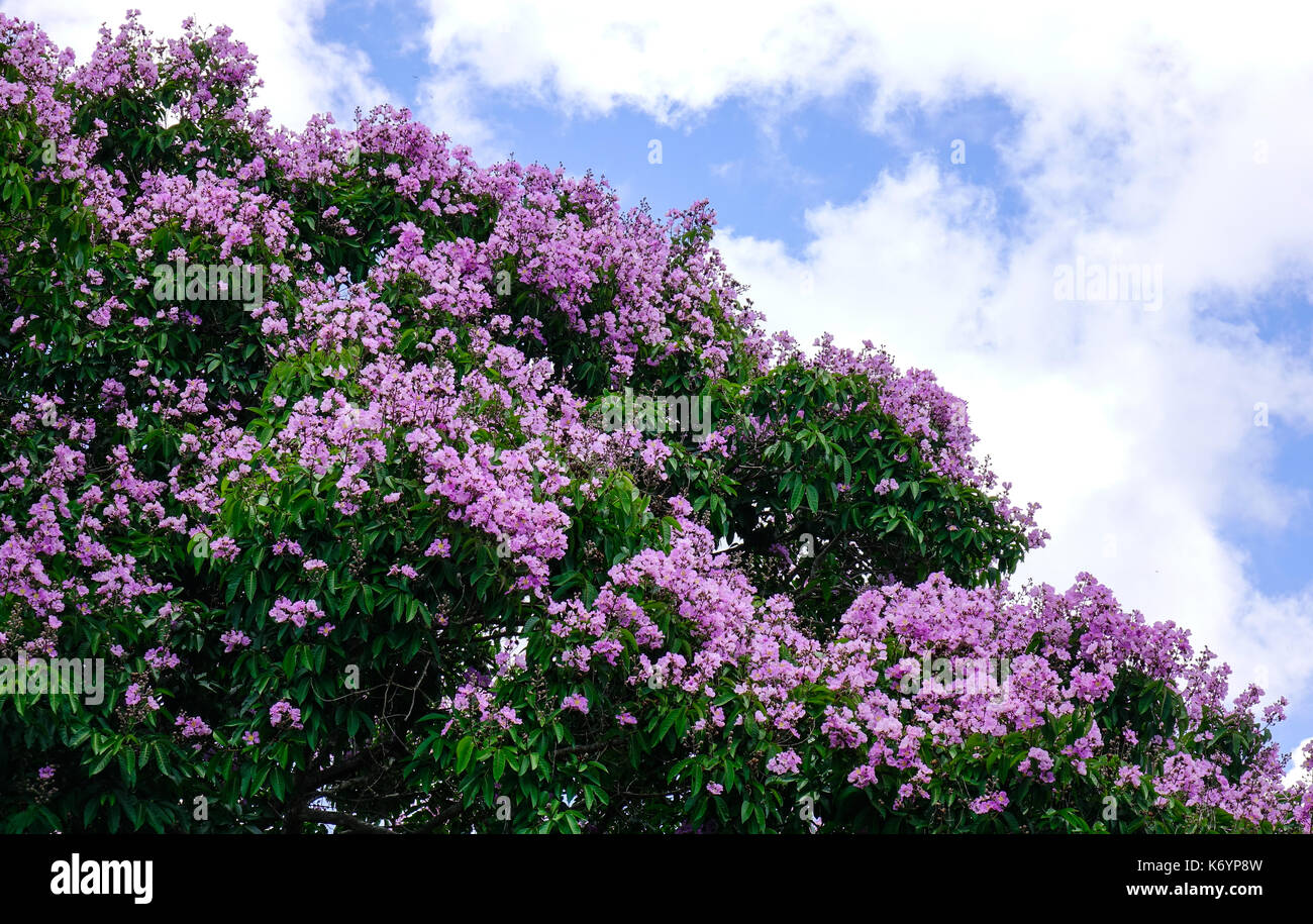 Lagerstroemia indica Blumen blühen im Park im Frühling. Stockfoto