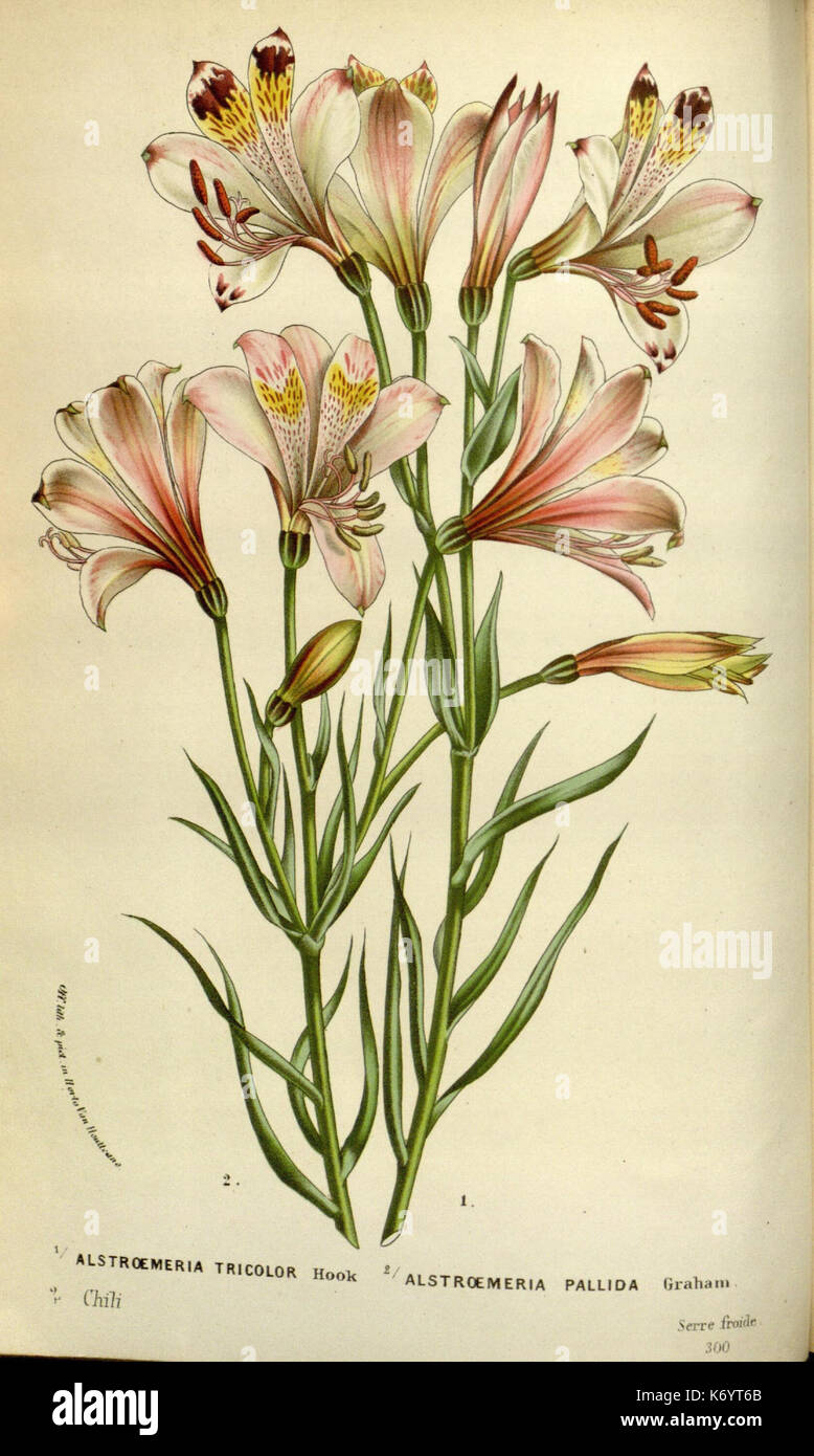 Flore de Serres et les Jardins de l'Europe (9509969466) Stockfoto
