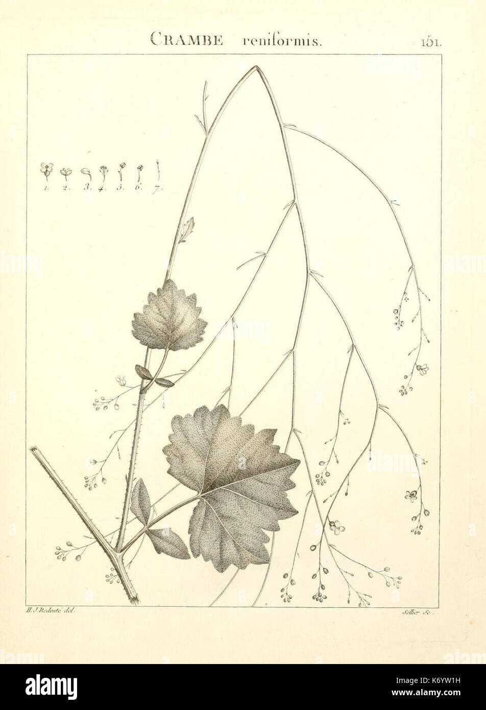 „Flora Atlantica“ ist ein botanisches Werk, das die Pflanzen beschreibt, die in den Regionen des Atlasgebirges, Tunesien und Algerien wachsen. Die Platte bietet Einblicke in die in diesen Gebieten heimische Pflanzenwelt mit Schwerpunkt auf der mediterranen Flora. Stockfoto