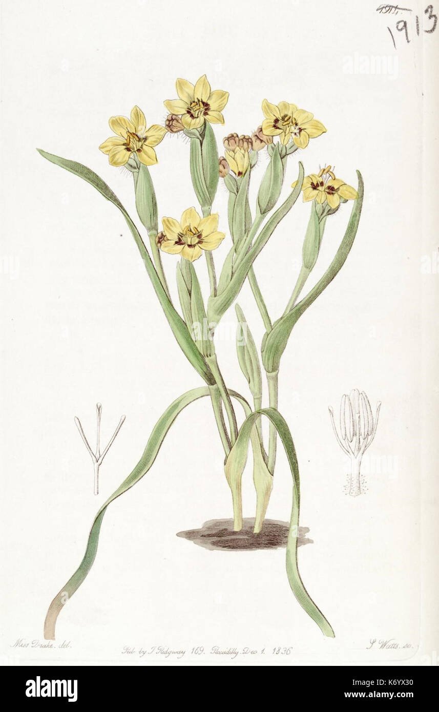 Diese botanische Illustration aus Edwards's Botanical Register (1914) zeigt einen handkolorierten Kupferstich von Zierpflanzen aus England des 19. Jahrhunderts. Die Arbeit spiegelt die botanische Exploration und Pflanzeneinführung dieser Zeit wider. Stockfoto