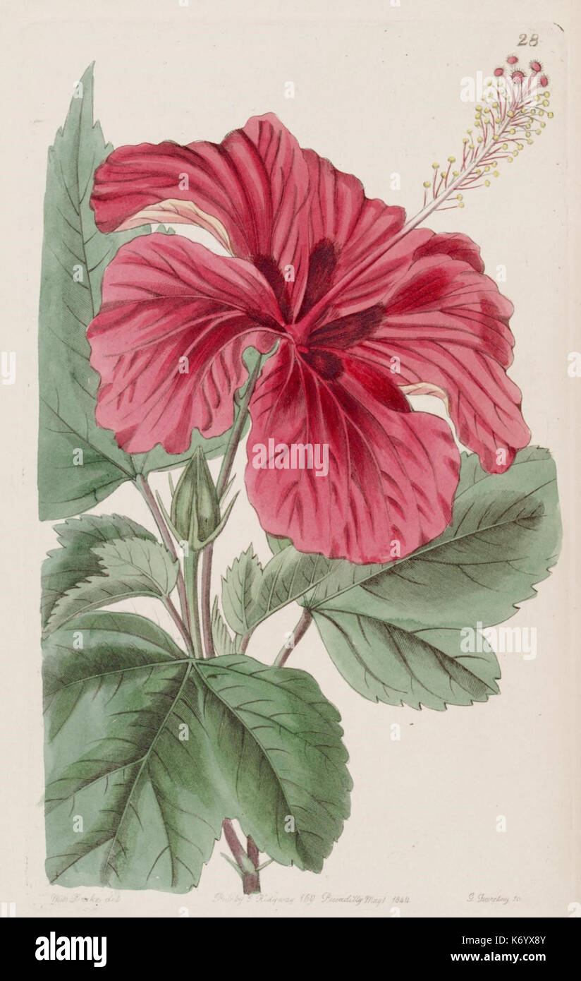 Dieser handkolorierte Kupferstich aus der Ausgabe 1829 des Edwards’s Botanical Register zeigt eine Pflanzenart und zeigt botanische Illustrationstechniken des 19. Jahrhunderts. Es handelt sich um eine detaillierte Darstellung von Pflanzenarten mit Schwerpunkt auf ihren ornamentalen Merkmalen als Teil der Bemühungen, neue Pflanzen in die botanische Wissenschaft einzuführen. Stockfoto