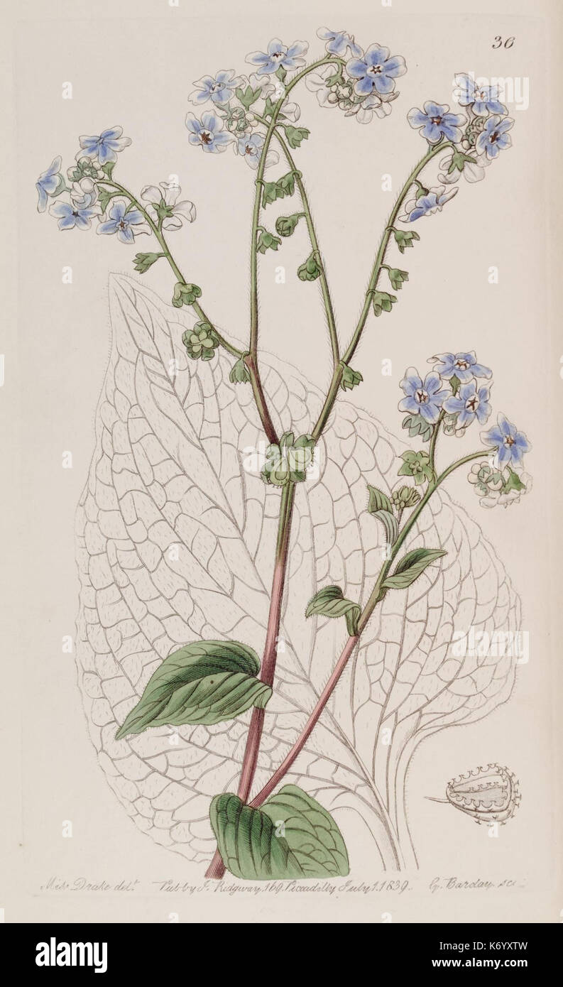 Ein handkolorierter Kupferstich aus „Edwards's Botanical Register“, der detaillierte Illustrationen von Pflanzen aus dem 19. Jahrhundert zeigt. Platte 36 enthält botanische Studien, die die Schönheit und Vielfalt der Pflanzenarten in England hervorheben. Stockfoto