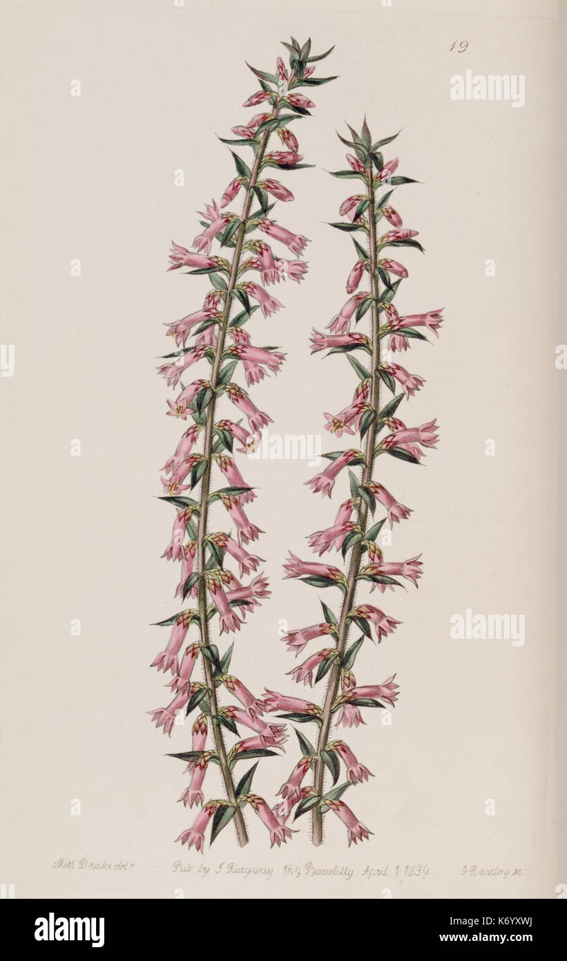 Eine botanische Illustration aus „Edwards's Botanical Register“ (1829) mit einem handkolorierten Kupferstich einer Pflanzenart, die botanische Kunst aus dem 19. Jahrhundert zeigt. Stockfoto