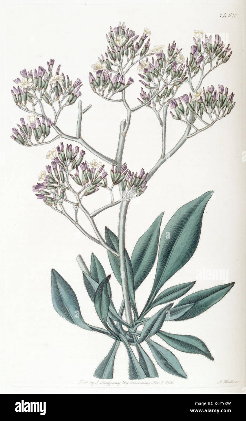 Die Platte 1450 aus *Edwards’s Botanical Register*, veröffentlicht 1829, zeigt einen handkolorierten botanischen Stich einer Zierpflanze. Dieses Werk ist Teil einer bedeutenden Sammlung botanischer Illustrationen aus England des frühen 19. Jahrhunderts. Stockfoto