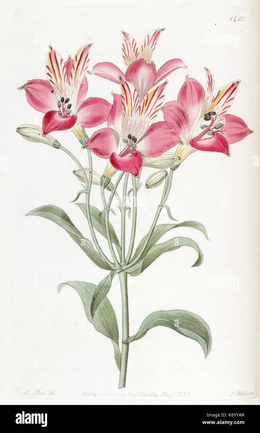 Diese botanische Platte aus Edwards's Botanical Register aus dem Jahr 1829 zeigt handfarbige Gravuren von Pflanzen, die sich auf Zierarten konzentrieren. Die detaillierten Abbildungen geben einen historischen Blick auf das Pflanzenleben und die botanische Forschung im 19. Jahrhundert und veranschaulichen die Bedeutung der Pflanzeneinführung und -Klassifizierung während der Epoche. Stockfoto