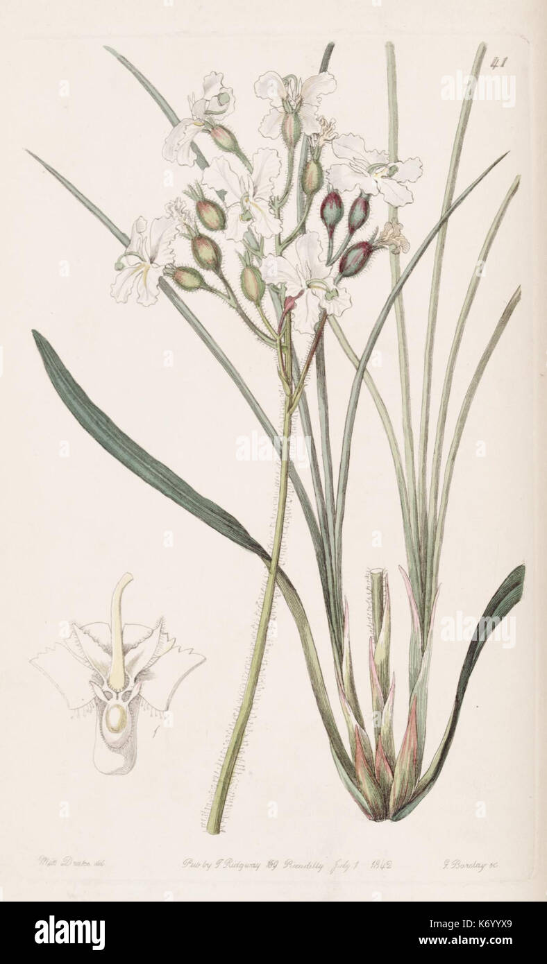 Diese Illustration aus Edwards's Botanical Register, Plate 41, veröffentlicht 1829, zeigt einen handkolorierten botanischen Stich. Das Bild zeigt eine detaillierte Untersuchung von Pflanzen, typisch für botanische Werke des 19. Jahrhunderts. Dieser Stich ist Teil der Sammlung des Missouri Botanical Garden. Stockfoto