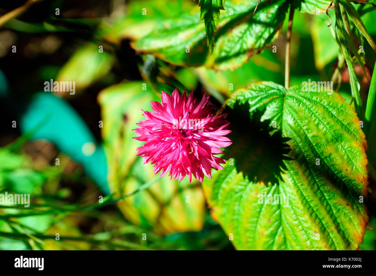 Red boy Kornblume Stockfoto