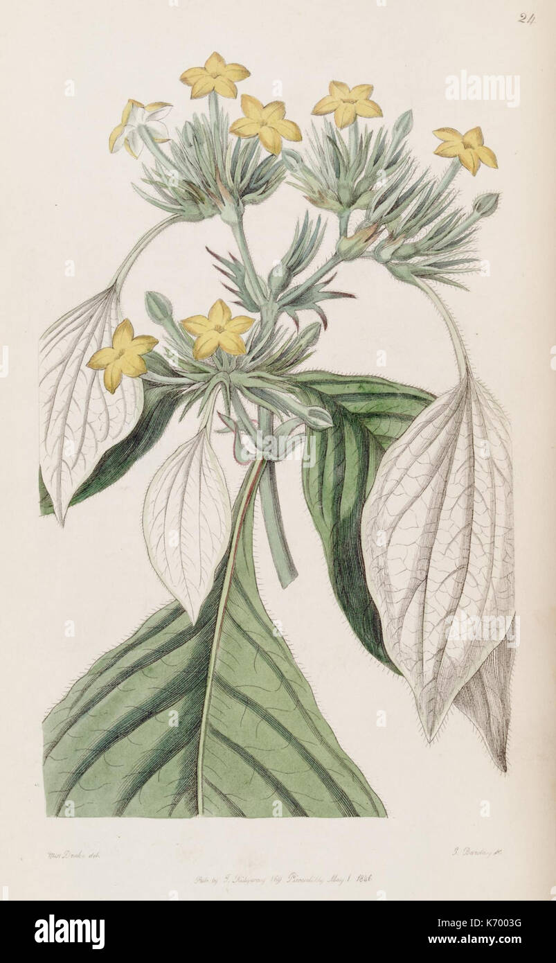 „Edwards's Botanical Register“ (Platte 24) aus dem Jahr 1829 zeigt detaillierte Gravuren von Pflanzen. Der handkolorierte Kupferstich repräsentiert die britische Botanik und dient als bedeutender historischer botanischer Nachweis. Stockfoto