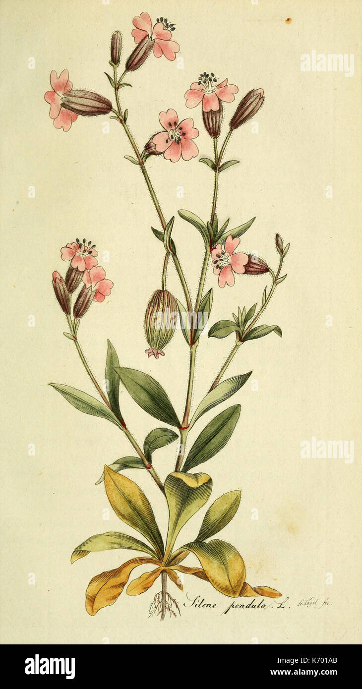Flora Europaea inchoata (PL. 48) (6032633683) Stockfoto