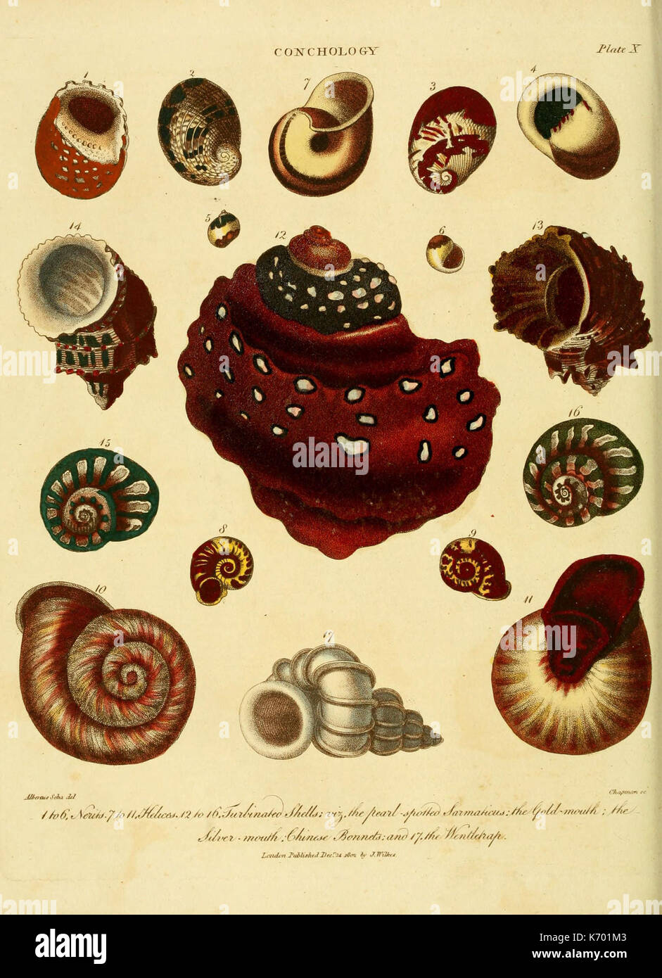 Enzyklopädie londinensis, oder, Universal Wörterbuch der Künste, der Wissenschaften und der Literatur (PL. X) (6045157975) Stockfoto