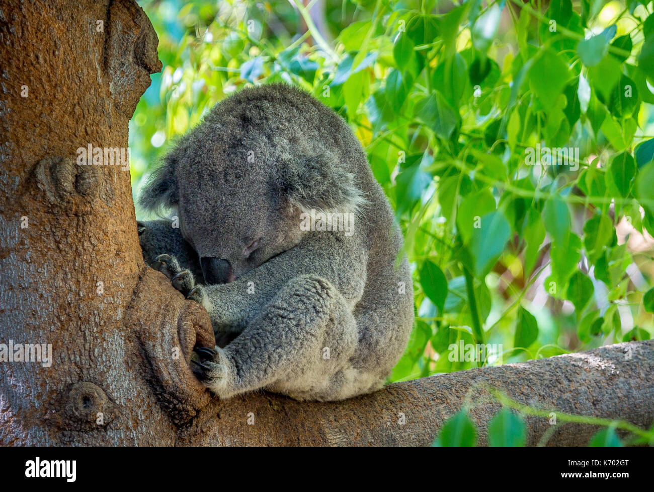 Koalabär nap Stockfoto