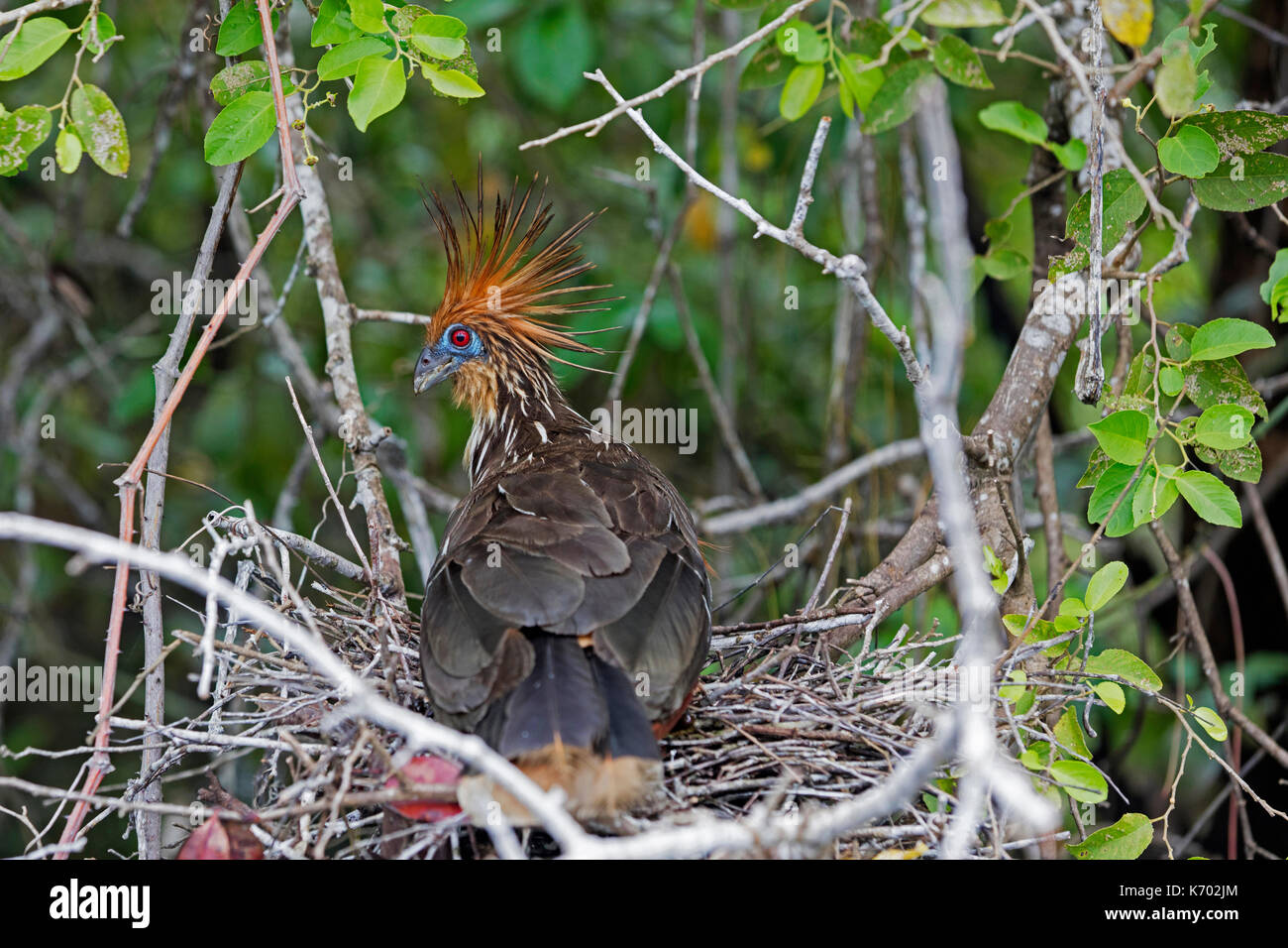 Hoatzin/stinkbird/Canje Fasan (Opisthocomus hoazin) am Nest in, beheimatet in den Amazonas und Orinoco Delta in Südamerika Stockfoto