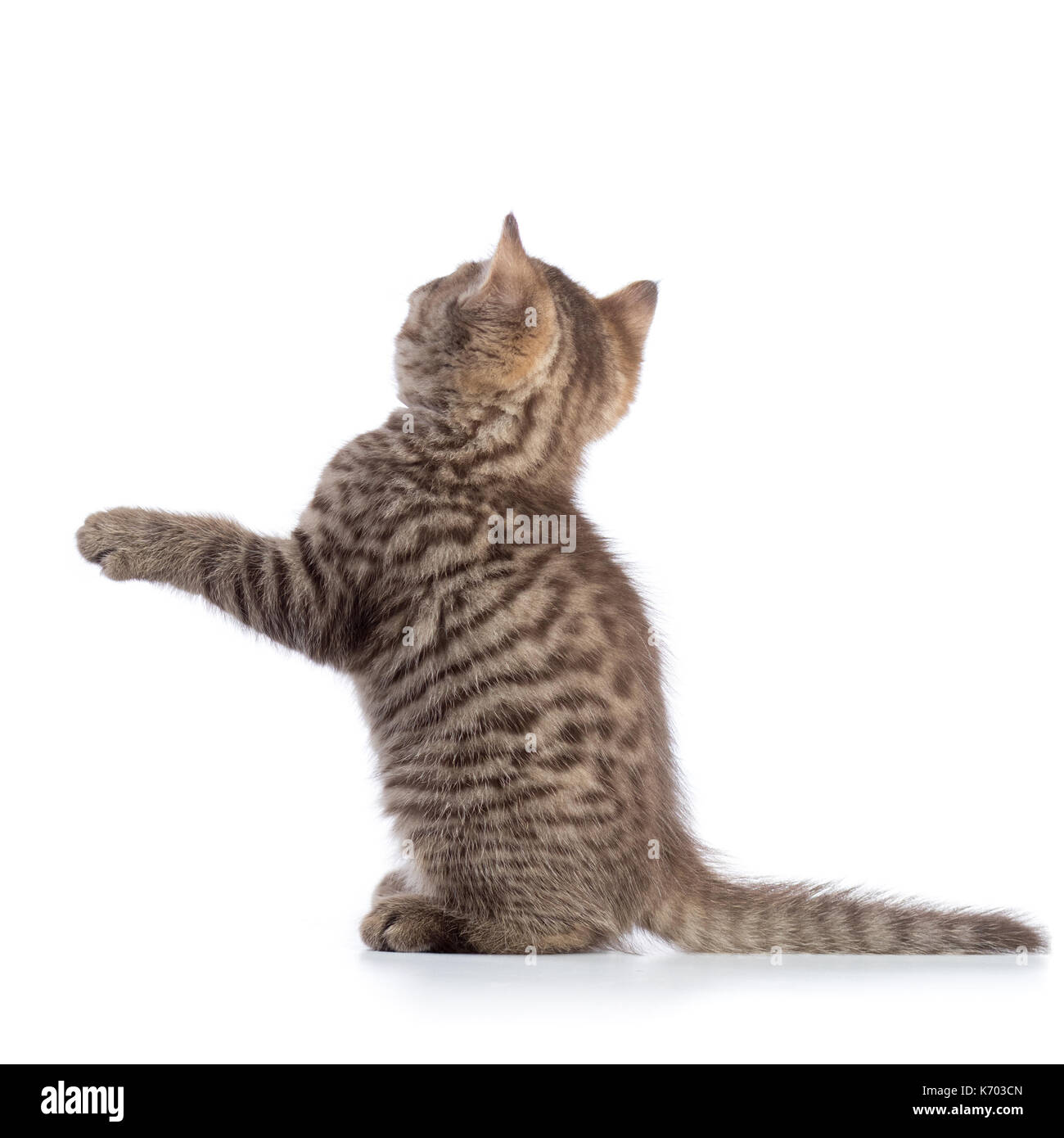 Ansicht der Rückseite des tabby-cat Kitten auf weißem Hintergrund Stockfoto