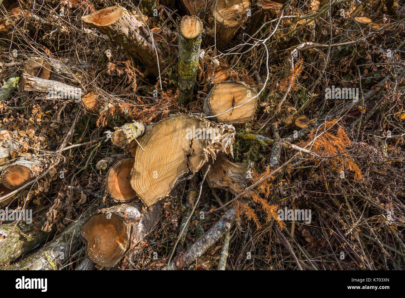 Große Stapel von Sturm - beschädigte Bäume - Frankreich. Stockfoto