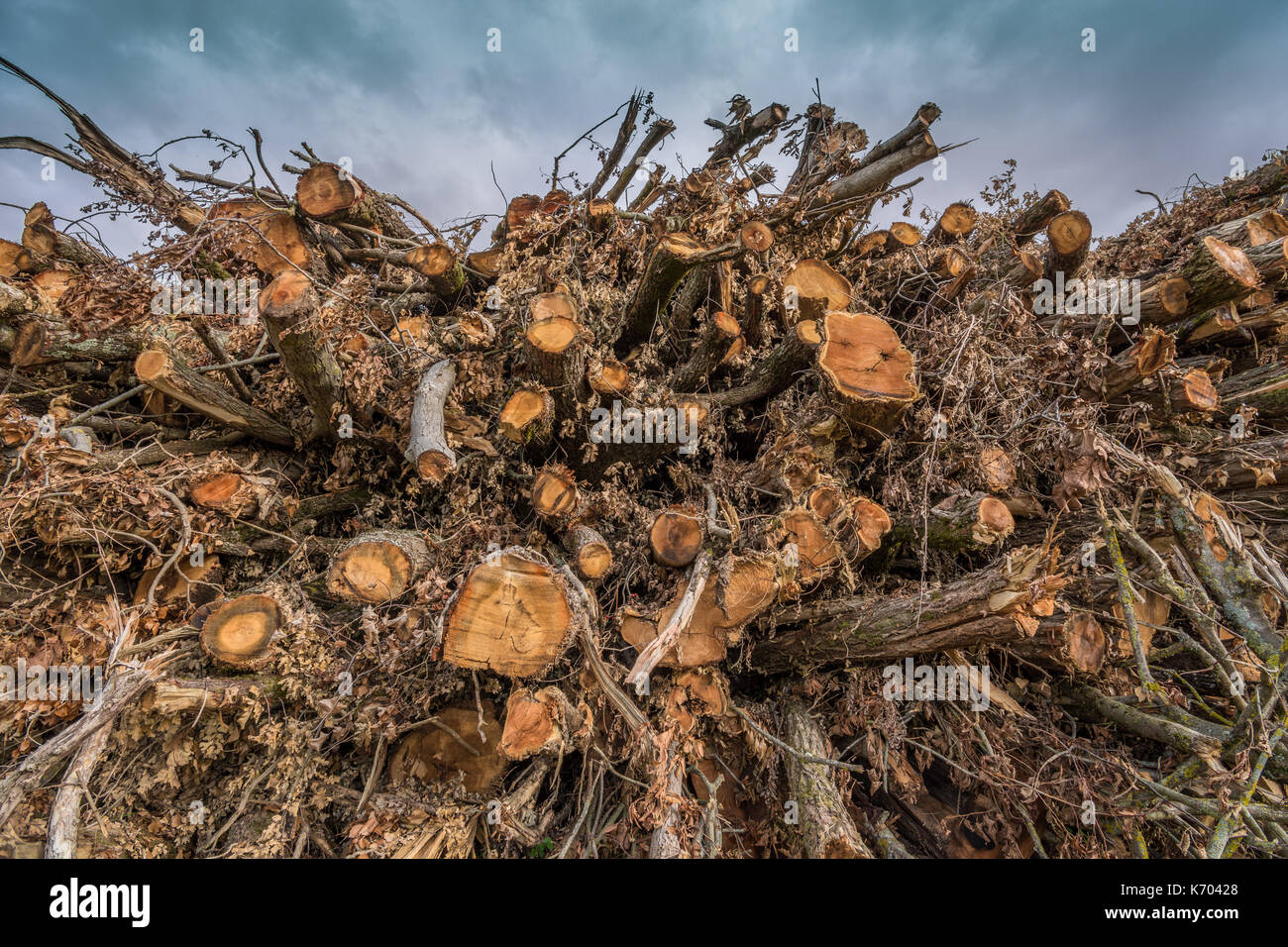 Große Stapel von Sturm - beschädigte Bäume - Frankreich. Stockfoto