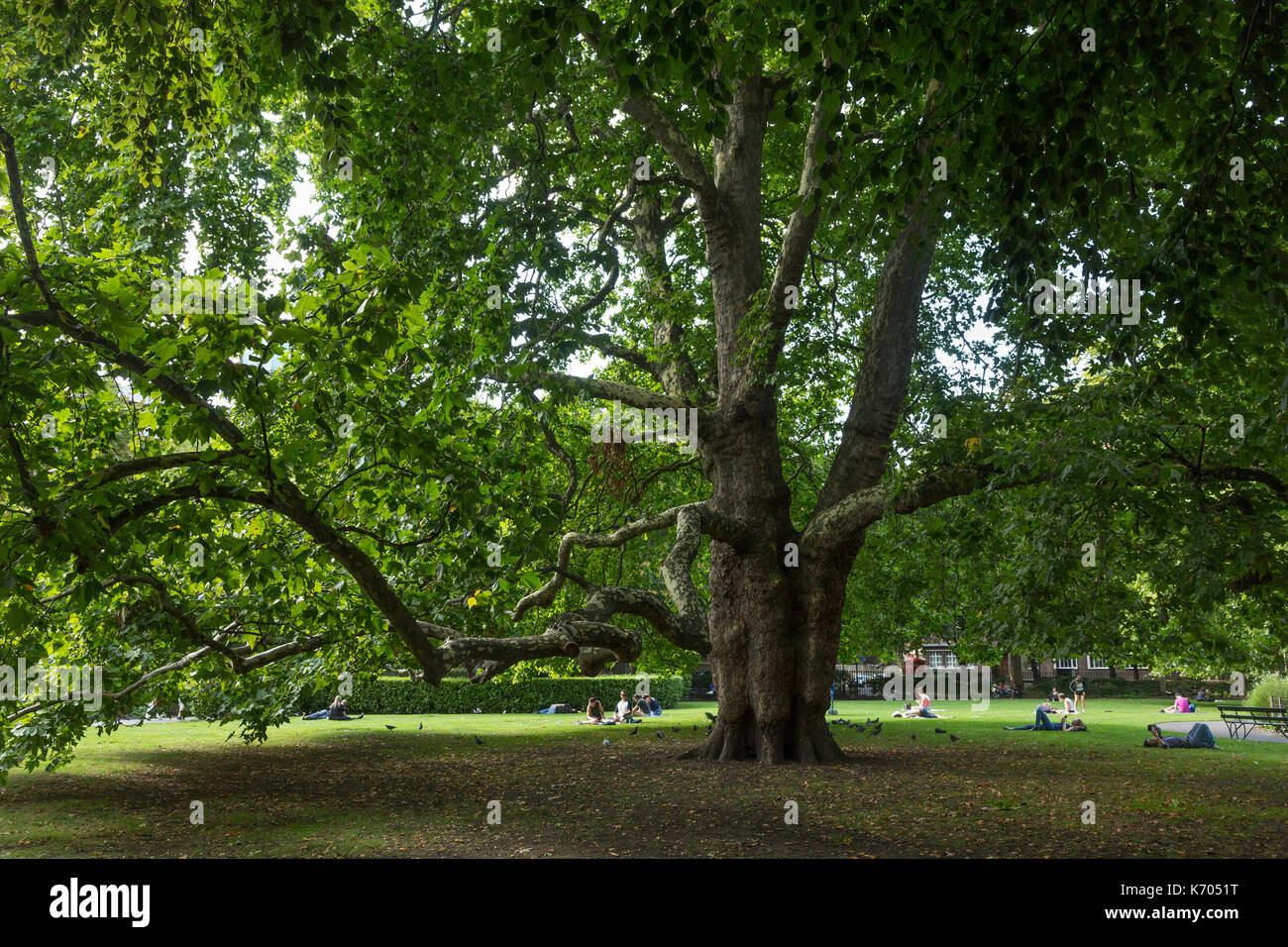 London Plane Tree, Brunswick Square, London, UK Stockfoto