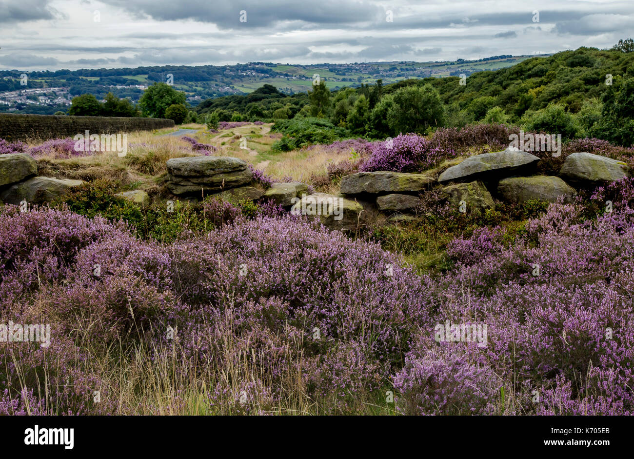 Lila Heidekraut und Yorkshire stone wall bleibt auf Shipley Glen, Yorkshire, England Stockfoto