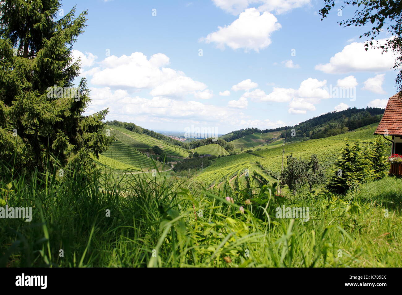 Blick über Reben auf Bottenau, Ortenberg im Ortenaukreis, Schwarzwald Stockfoto