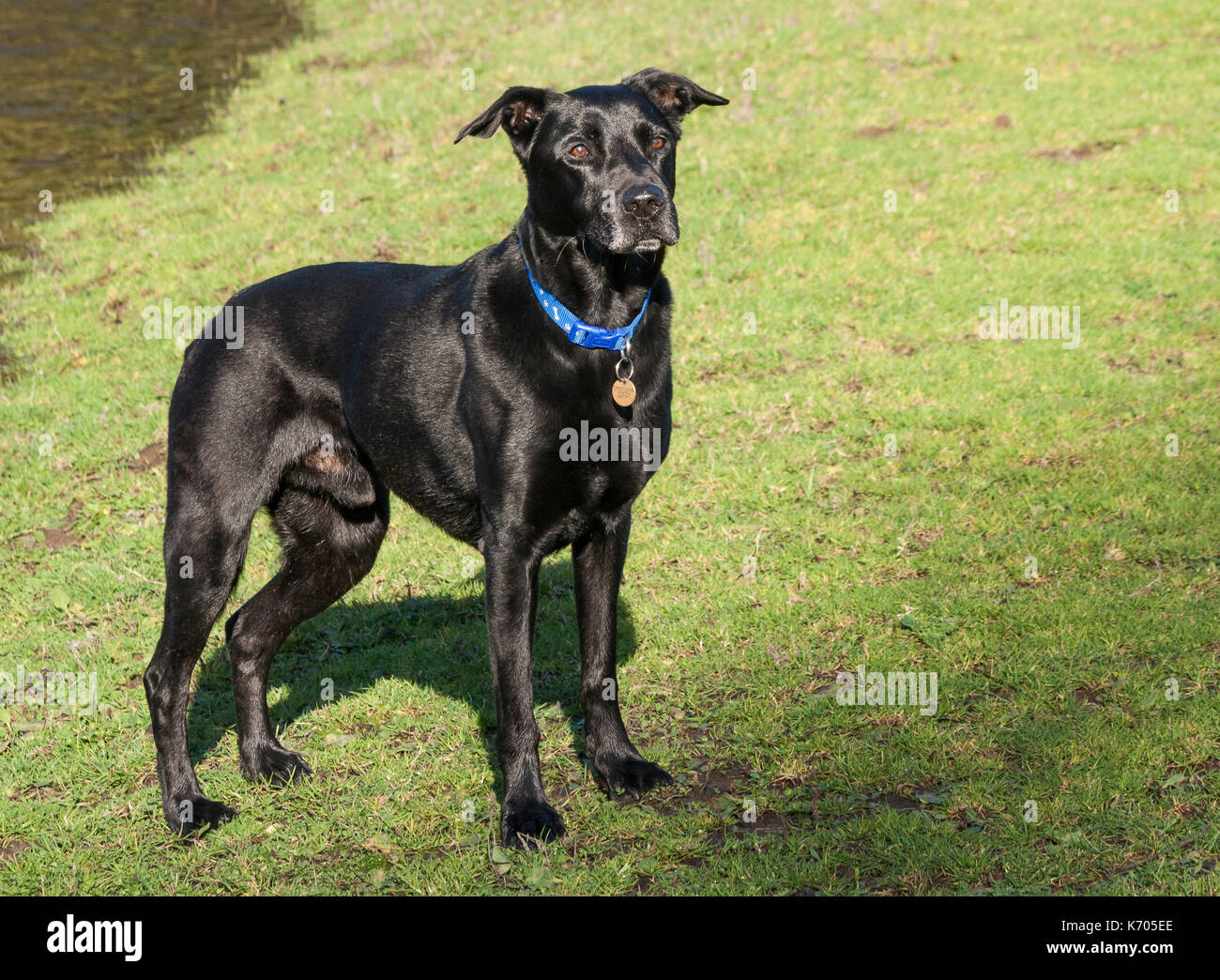 Ein schwarzer Labrador cross Rasse Hund steht an der Seite ein See, Stockfoto