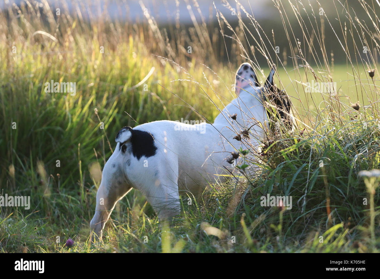Schwarze und Weiße Französische Bulldogge auf einem Spaziergang Stockfotografie Alamy