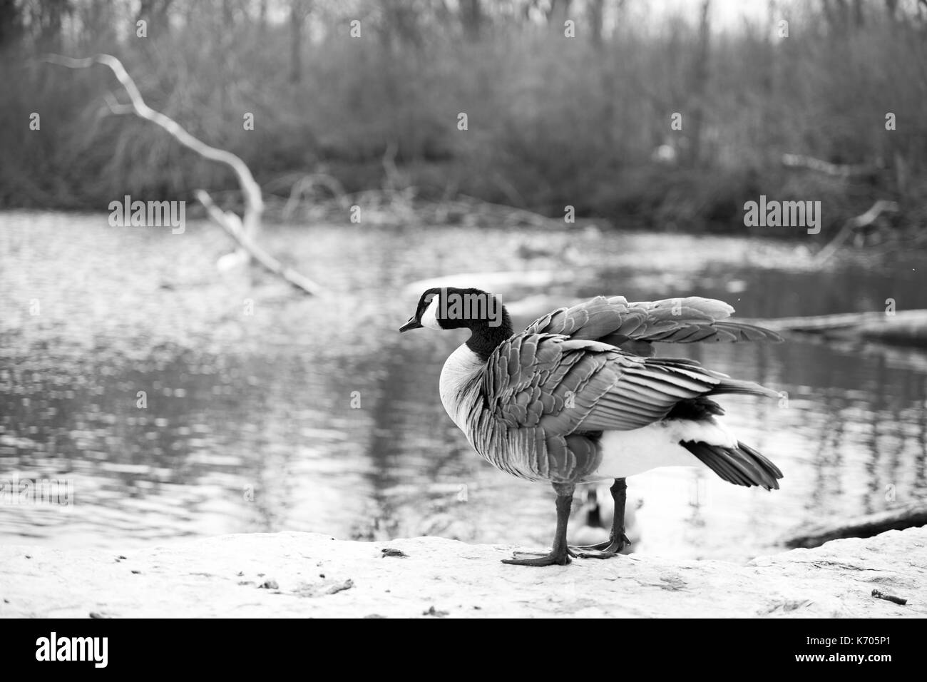 Kanadagans, Nordamerika Stockfoto