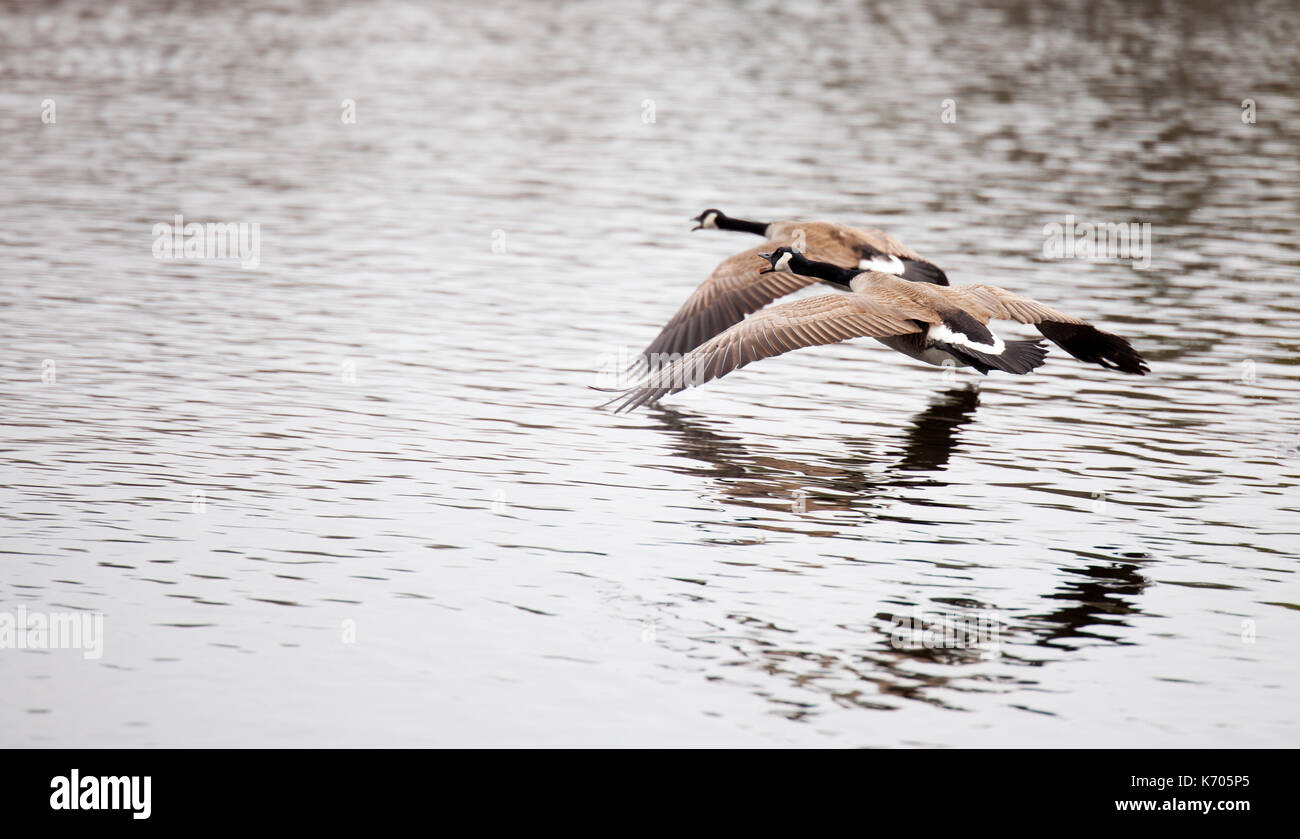 Flying kanadische Gänse, Nordamerika Stockfoto