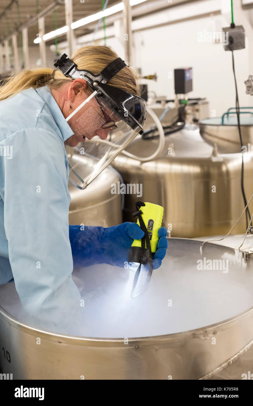 Fort Collins, Colorado - Amy Gurza, eine biologische Wissenschaft Techniker, prüft den Inhalt der einen Tank mit flüssigem Stickstoff, in der die Samen und anderen Ge Stockfoto