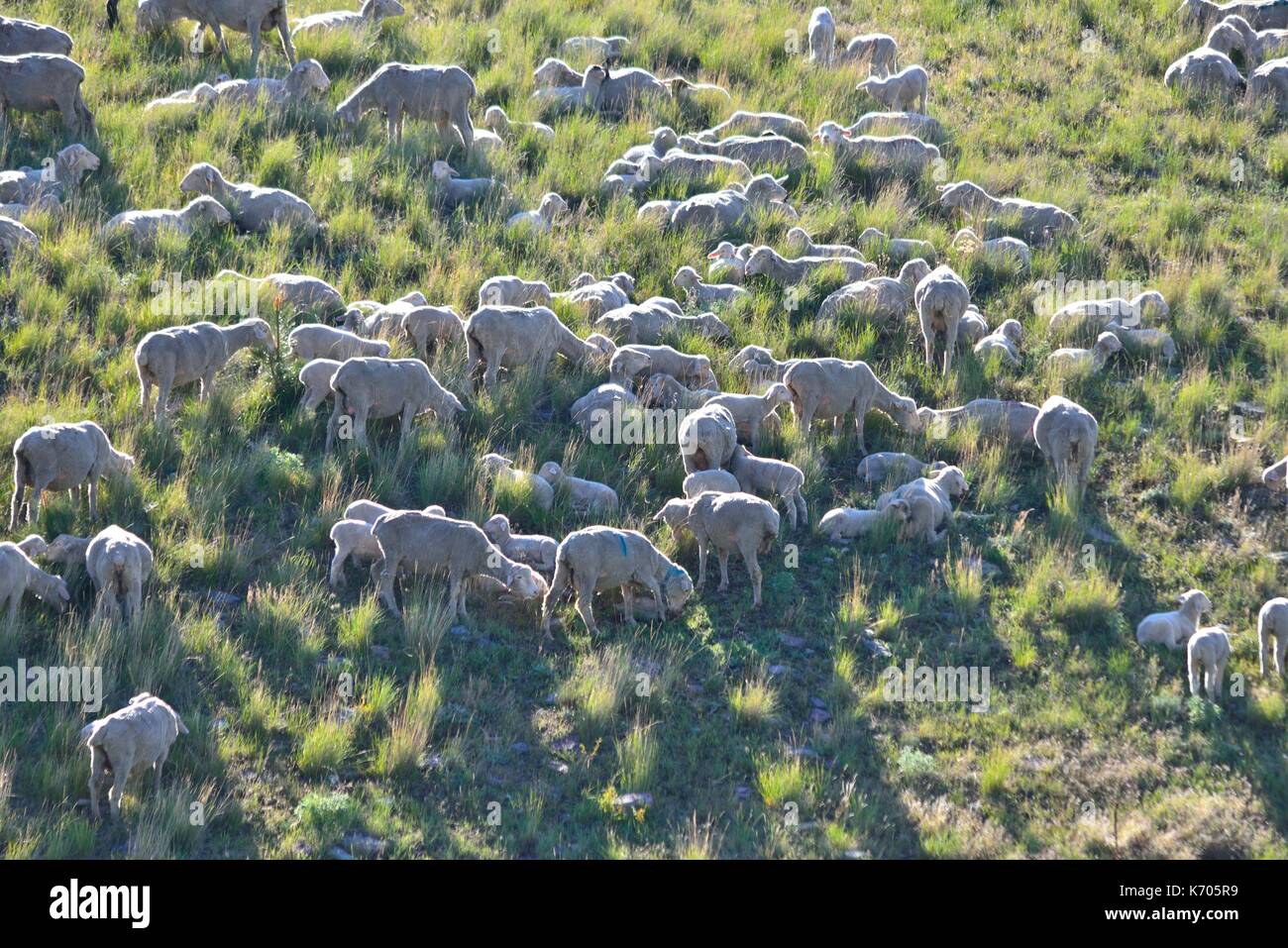 - Schafe und Lämmer auf Montana Berg Stockfoto