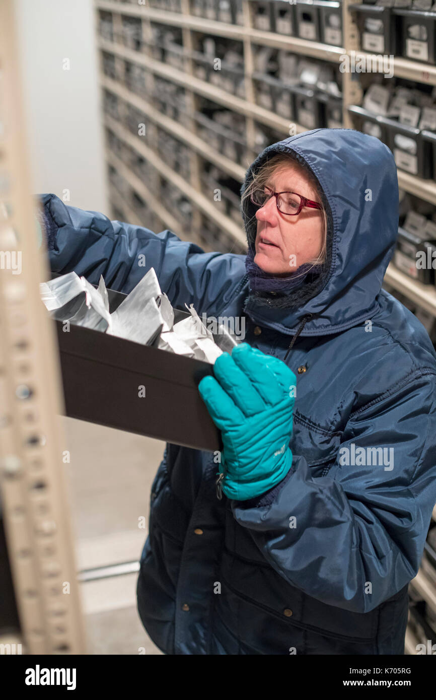 Fort Collins, Colorado - Amy Gurza, eine biologische Wissenschaft Techniker, sieht für Saatgut bei 0 Grad im Gefrierschrank aufbewahrt am nationalen Labor f Stockfoto