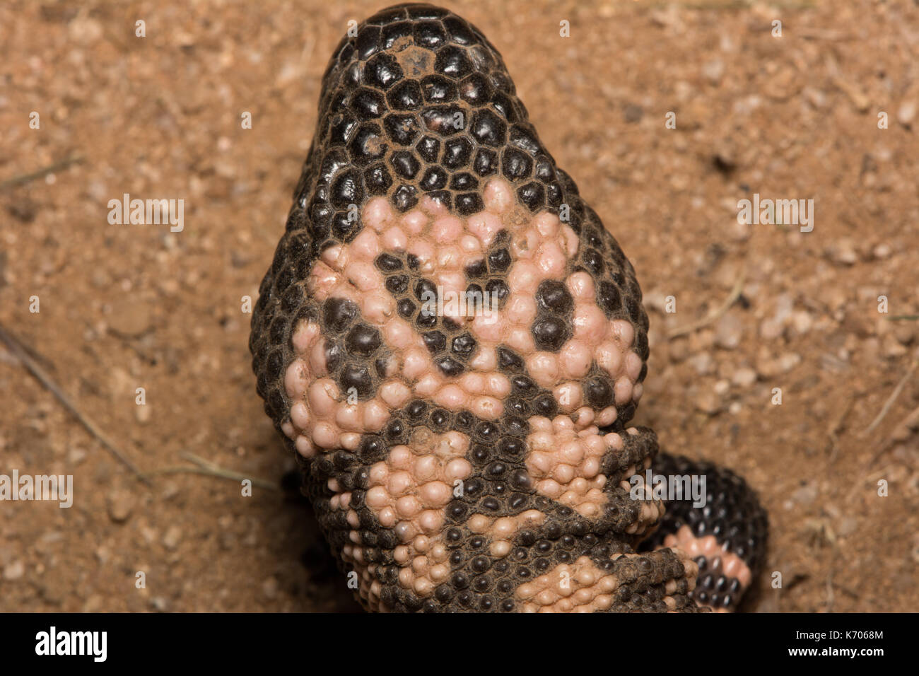 Gila Monster (Heloderma suspectum) aus Sonora, Mexiko. Stockfoto
