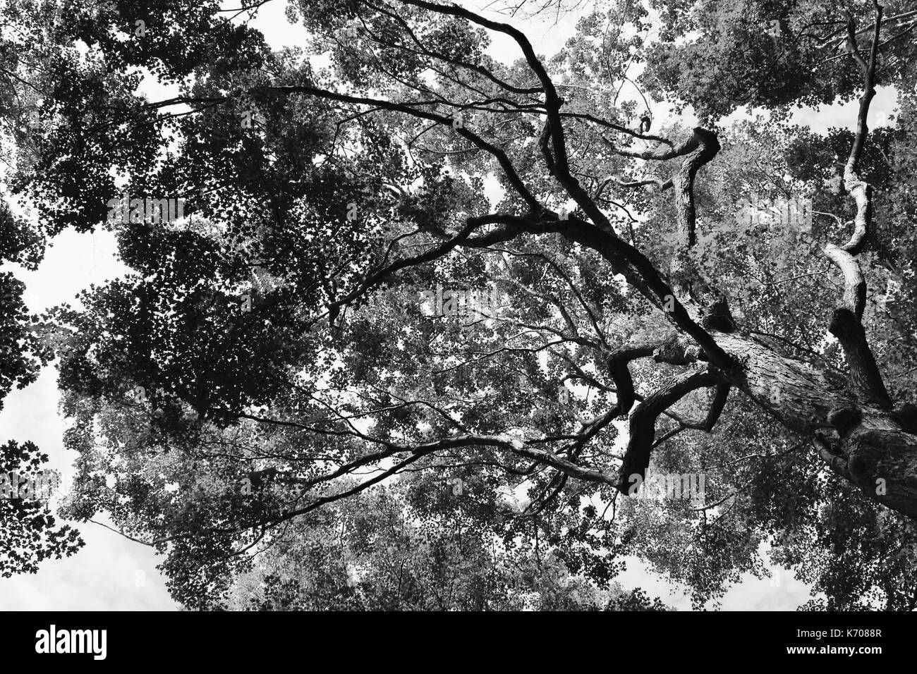 Schwarze und weiße Baum Silhouette mit schönen Kontrast. Stockfoto