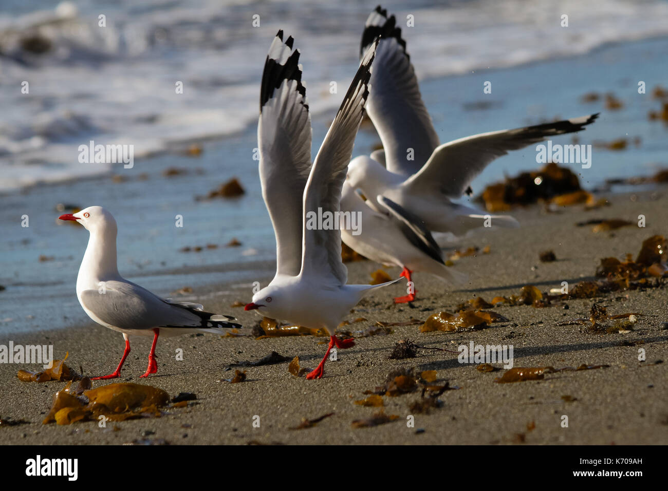 Schwarz Zurück Möwe Stockfoto