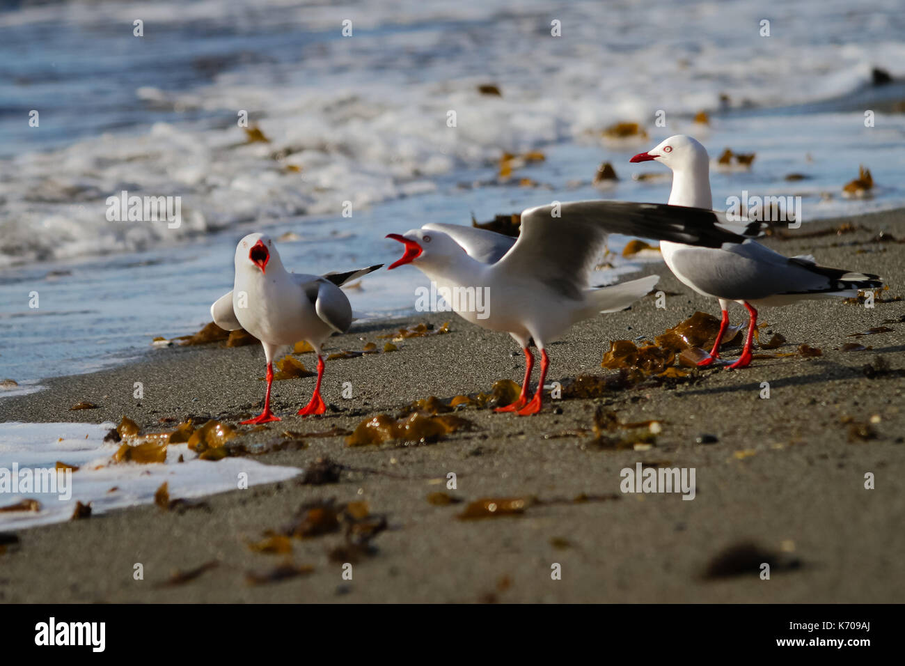 Schwarz Zurück Möwe Stockfoto