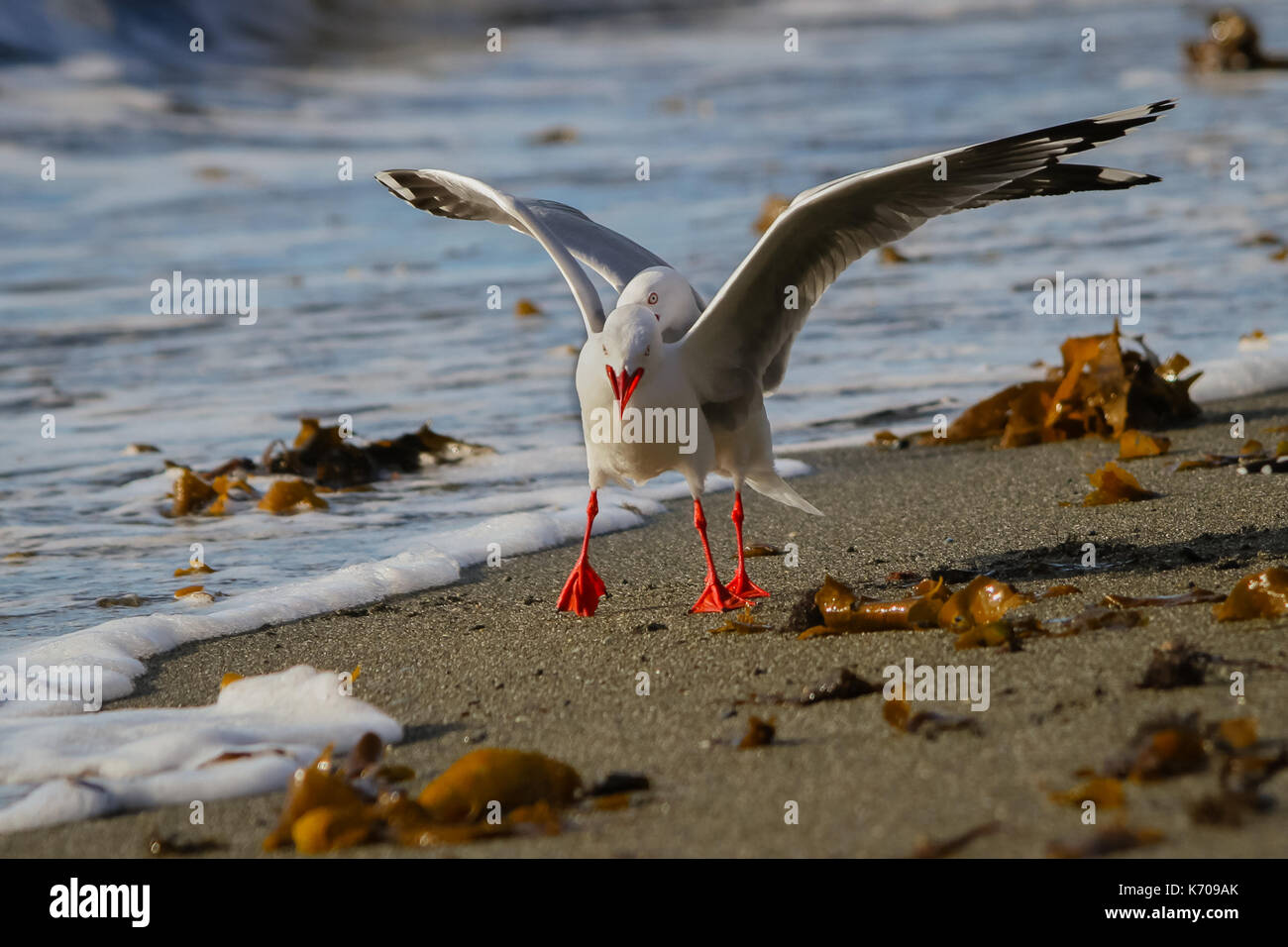 Schwarz Zurück Möwe Stockfoto