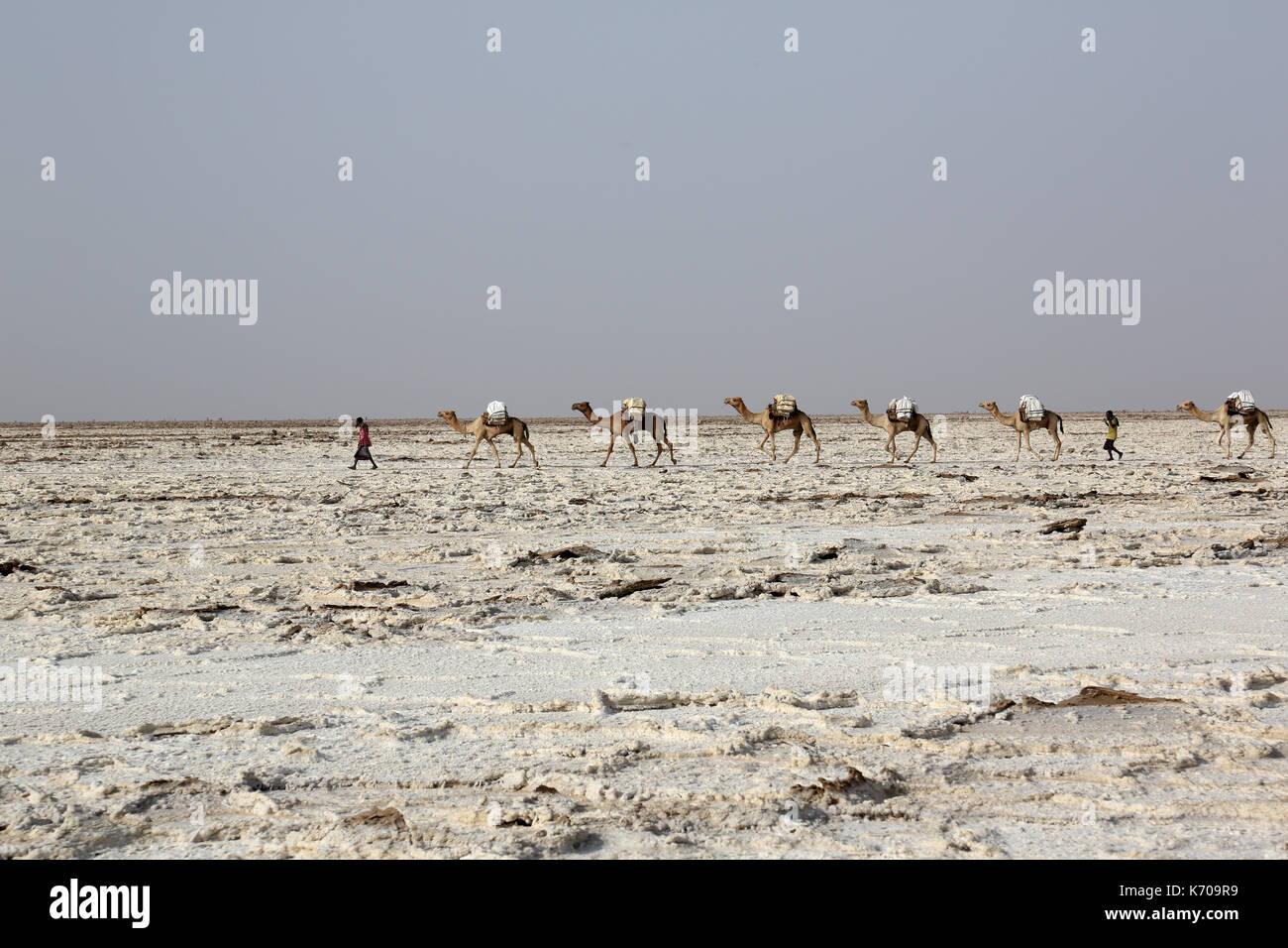 Salz Kamel Kamele caravan Salz in der Danakil-wüste in Äthiopien Stockfoto