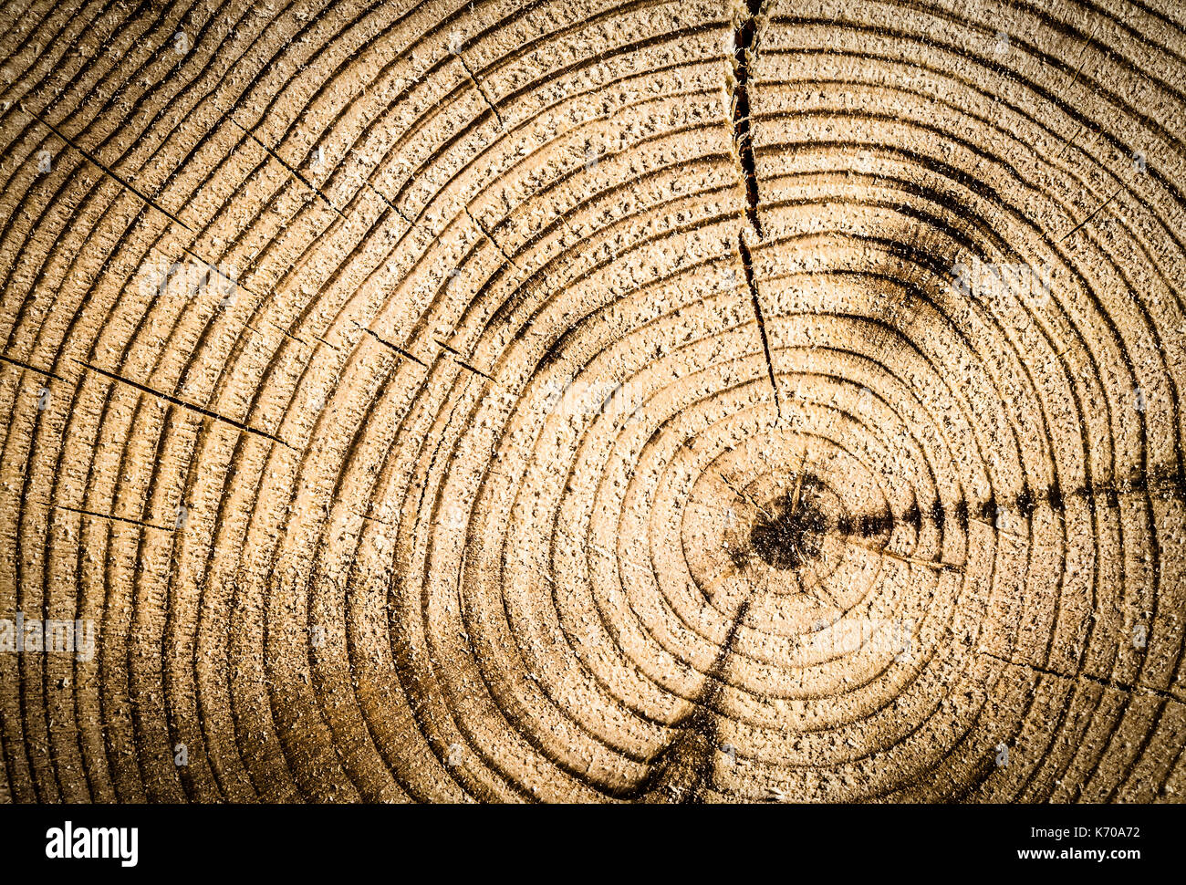 Blick vom Ende der Stamm closeup Stockfoto