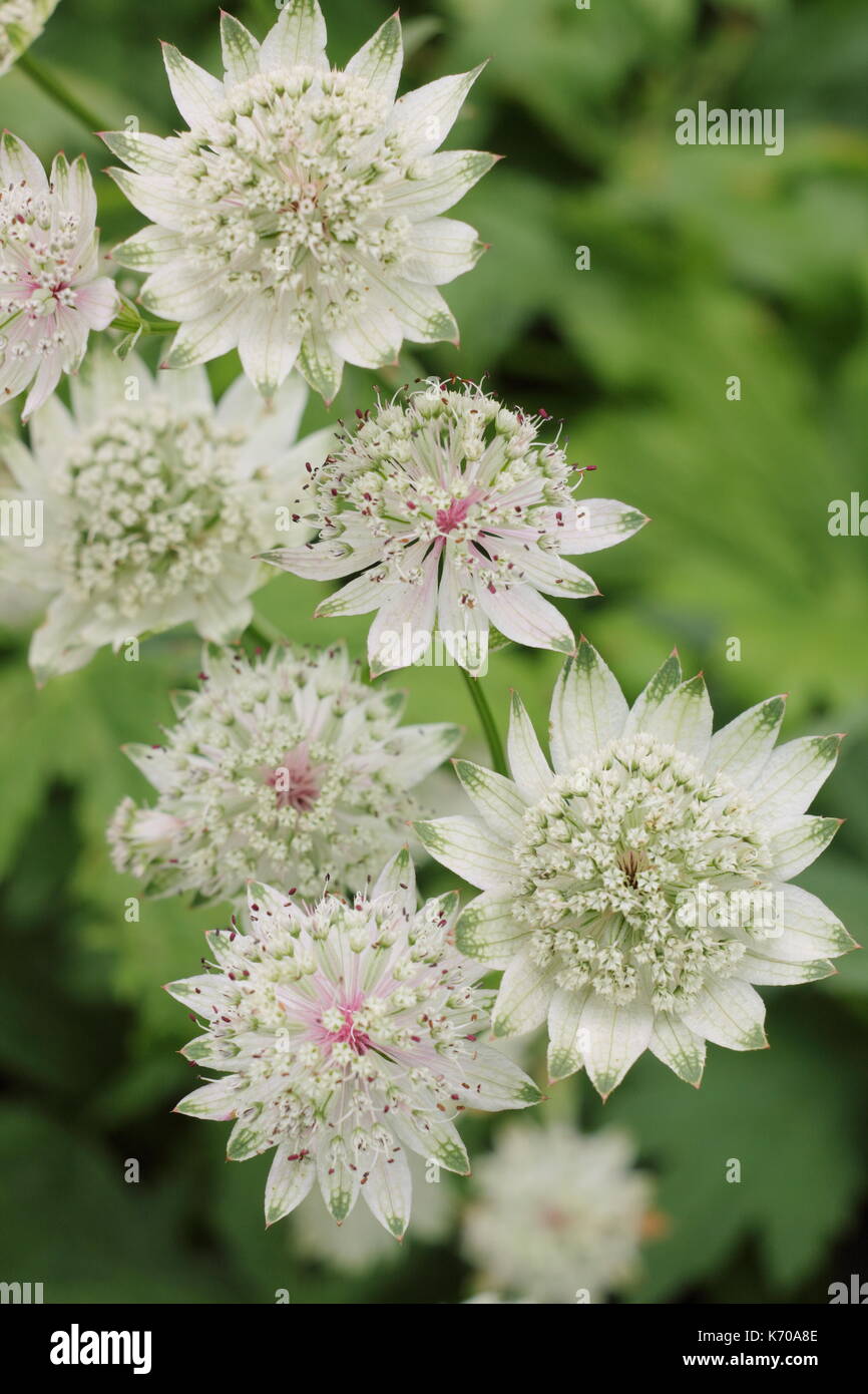 Astrantia major 'Buckland', ein Selbst - Aussaat mehrjährige, Blüte in einem Englischen Garten Grenze im Spätsommer, Großbritannien Stockfoto