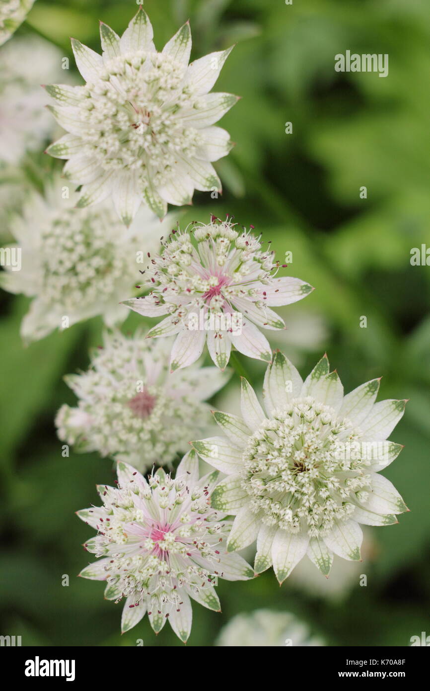Astrantia major 'Buckland', ein Selbst - Aussaat mehrjährige, Blüte in einem Englischen Garten Grenze im Spätsommer, Großbritannien Stockfoto
