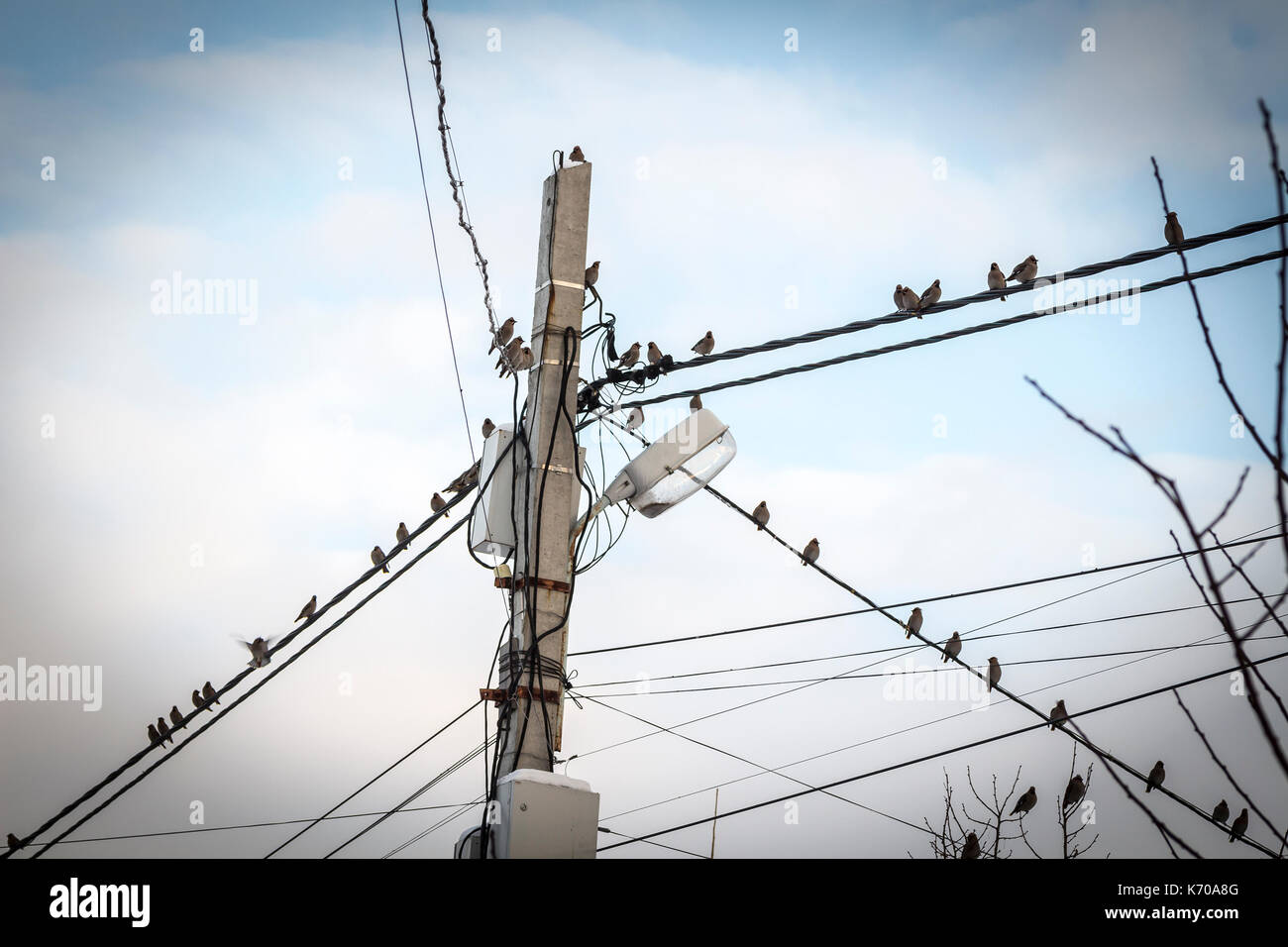 Viele Wald Vögel sitzen auf elektrische Drähte gegen den blauen Himmel. Stockfoto