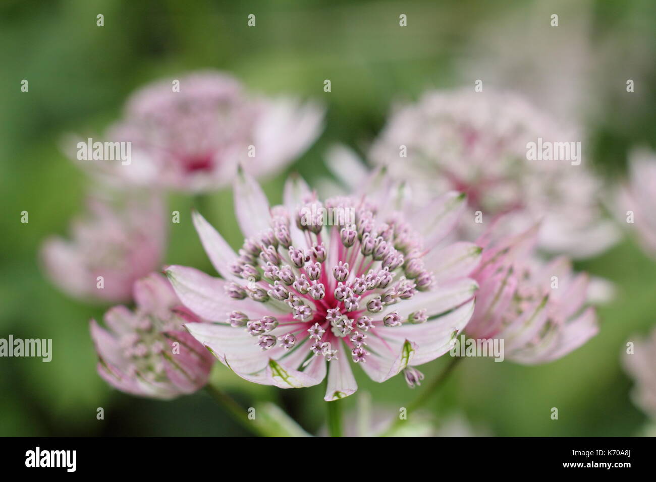 Astrantia major 'Buckland', ein Selbst - Aussaat mehrjährige, Blüte in einem Englischen Garten Grenze im Spätsommer, Großbritannien Stockfoto