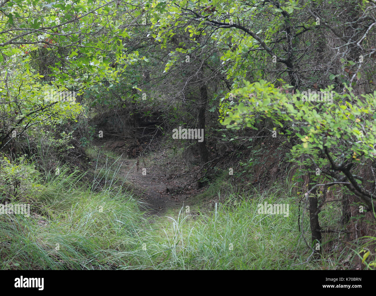 Nasses Wetter Creek im Sommer Stockfoto